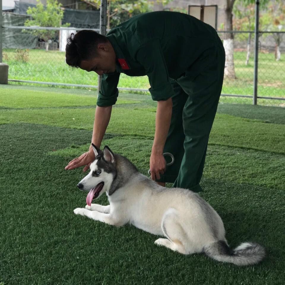 Mua bán chó Husky thuần chủng