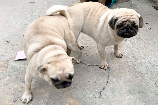 Dịch vụ Phối Giống Chó Pug Thuần Chủng Giá Gốc