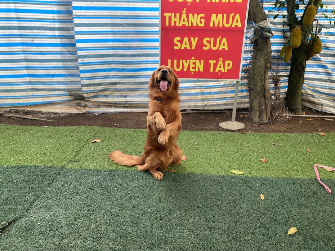 Mua Bán Chó Golden Thuần Chủng