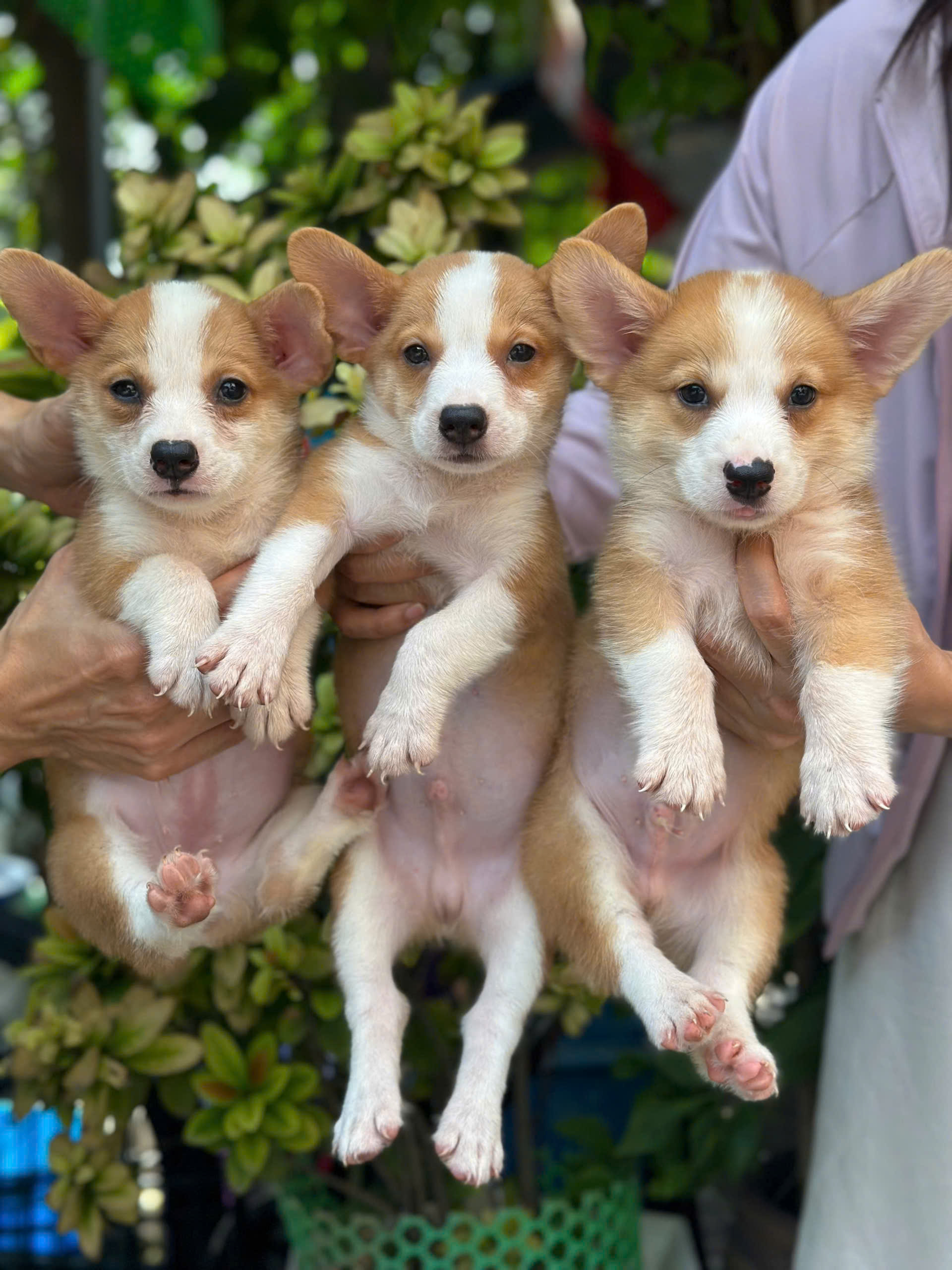 Mua bán chó Corgi thuần chủng