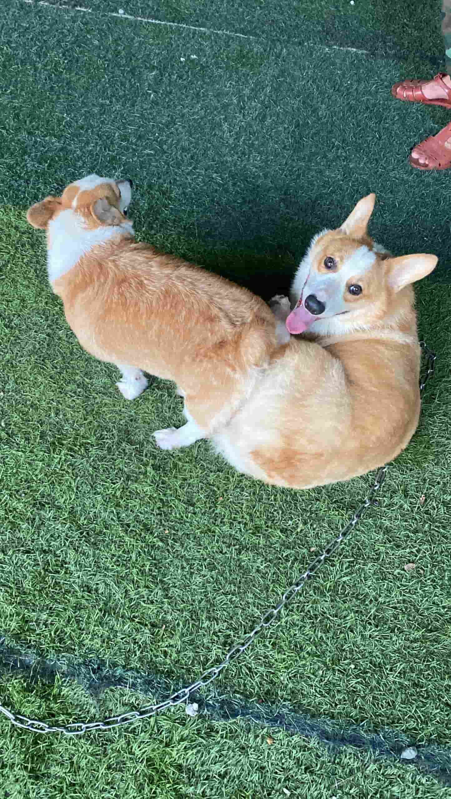 Dịch Vụ Phối Giống Chó Corgi Thuần Chủng