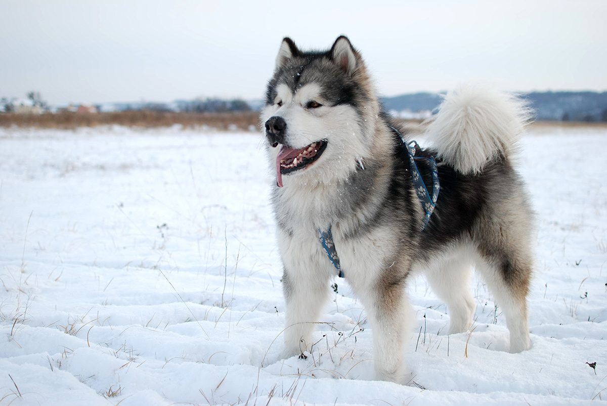 CÁCH CHĂM SÓC CHÓ ALASKA