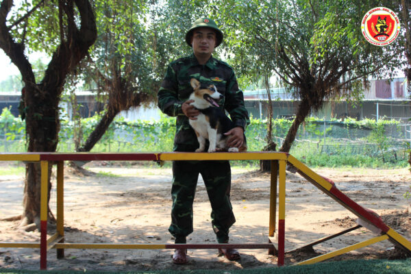 Cách chăm sóc chó Corgi luôn thông minh khỏe mạnh