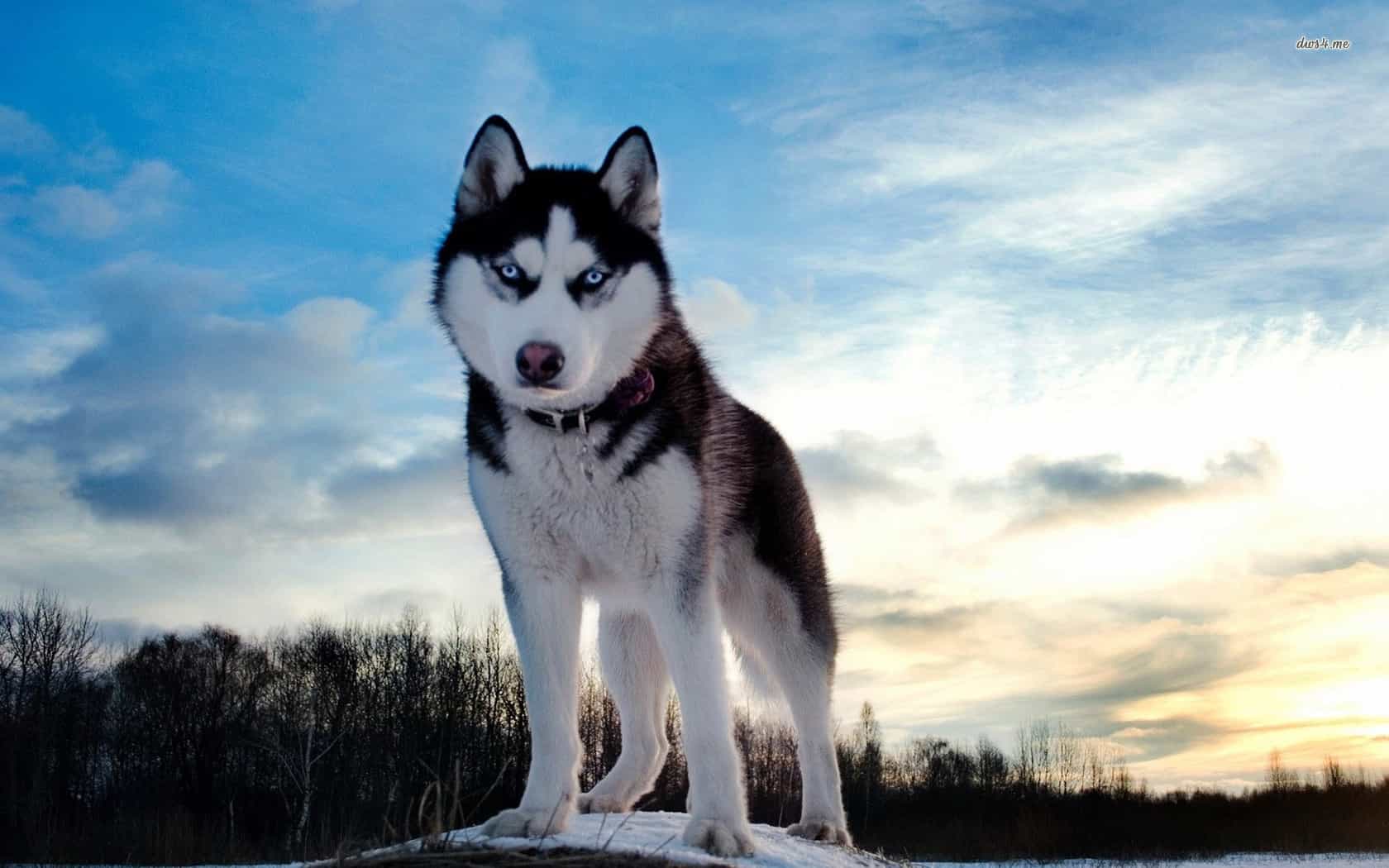 cách chăm sóc chó husky