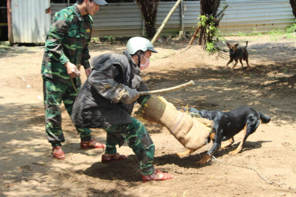 Cách huấn luyện chó bảo vệ chủ