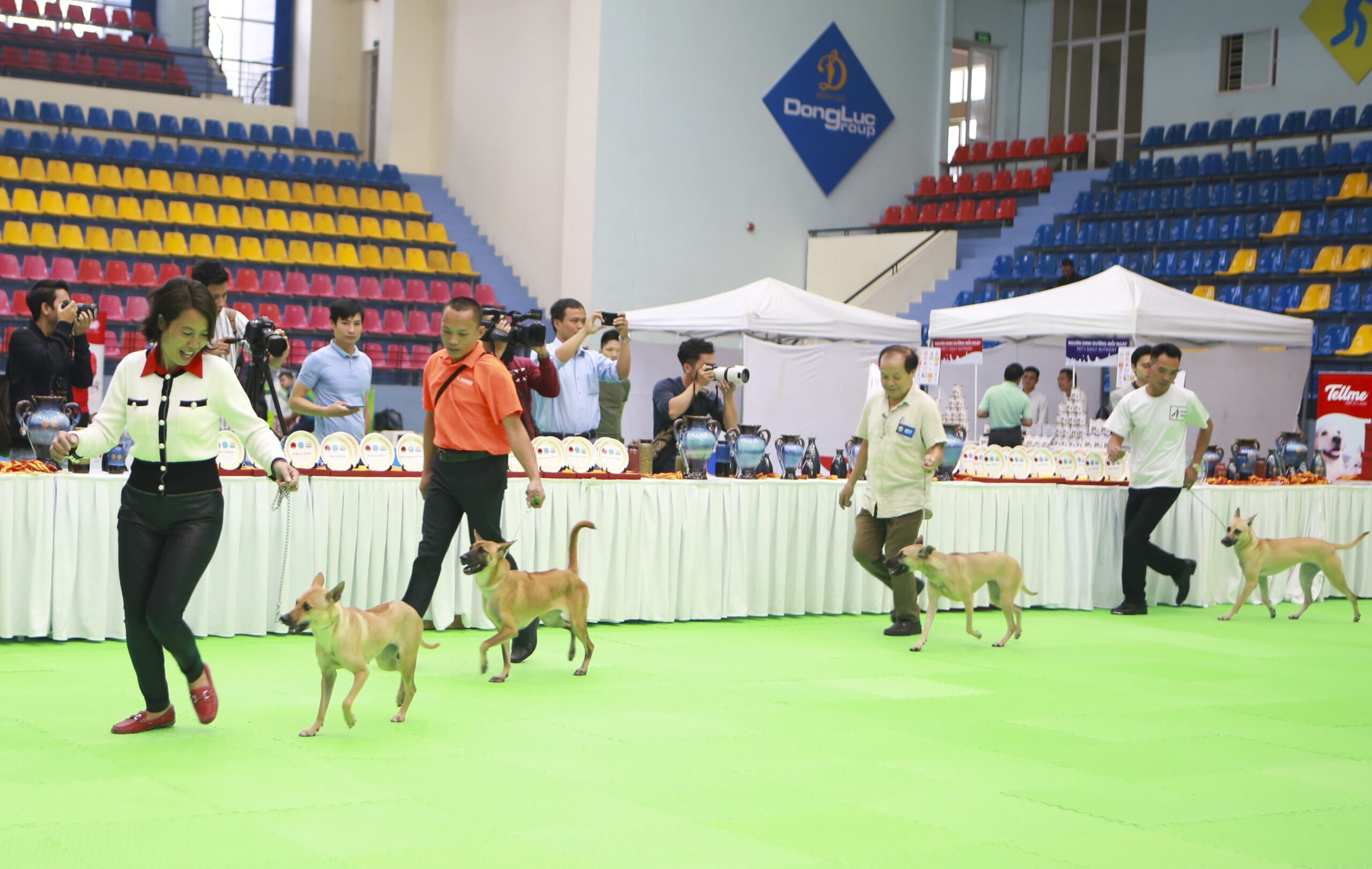 Cách huấn luyện chó đi thi Dogshow