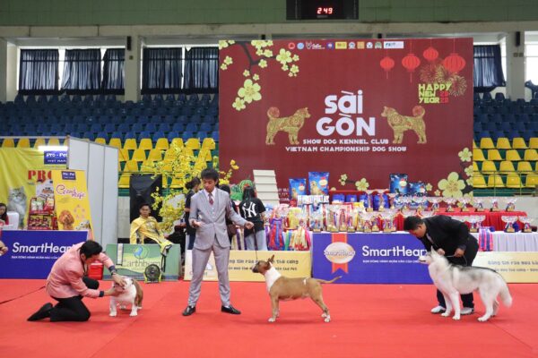 Cách huấn luyện chó đi thi Dogshow