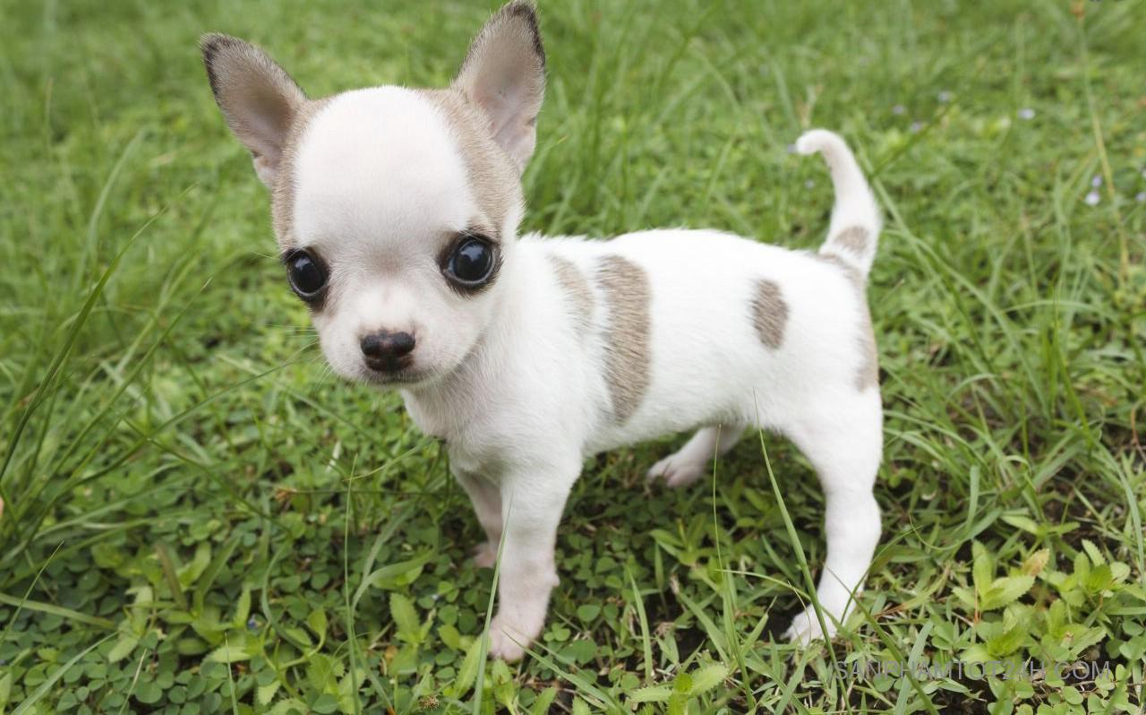 huấn luyện chó chihuahua