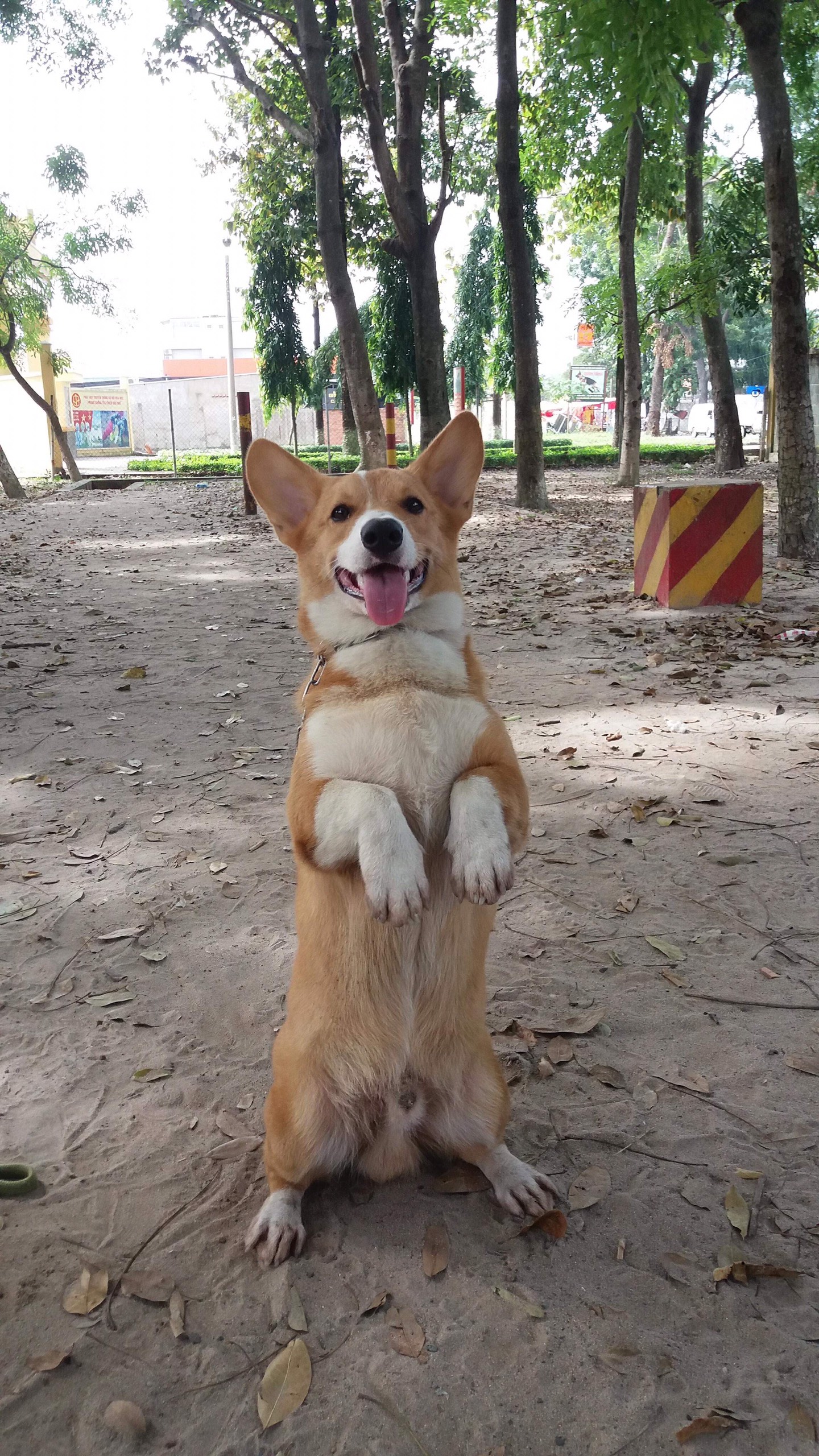 huấn luyện chó corgi