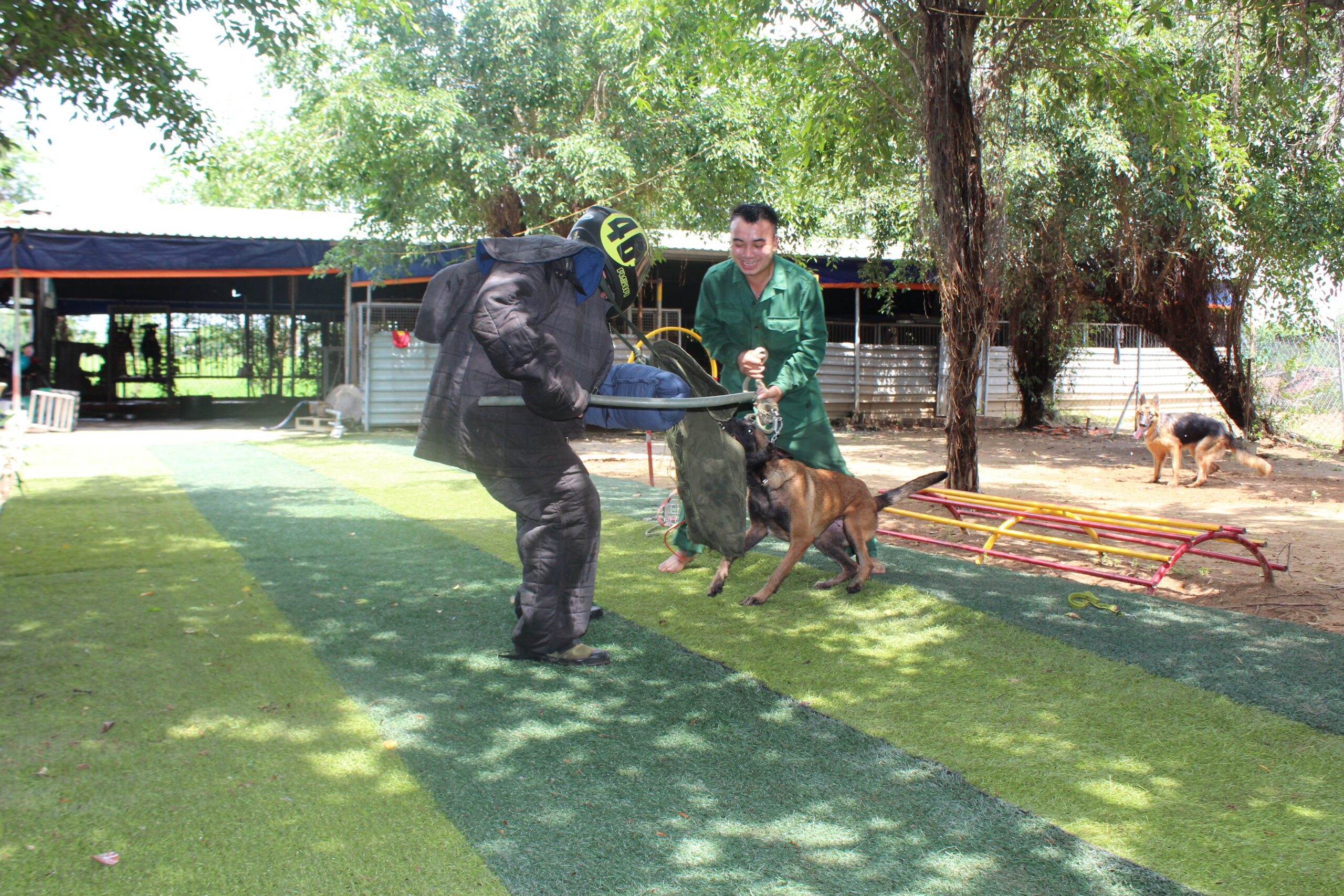 huấn luyện chó malinois