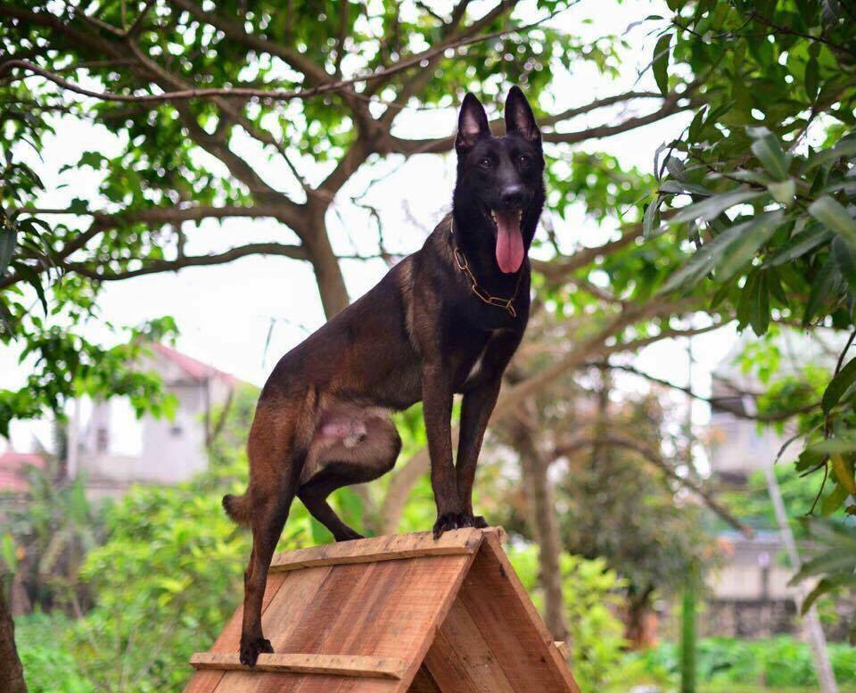 Huấn luyện chó Malinois