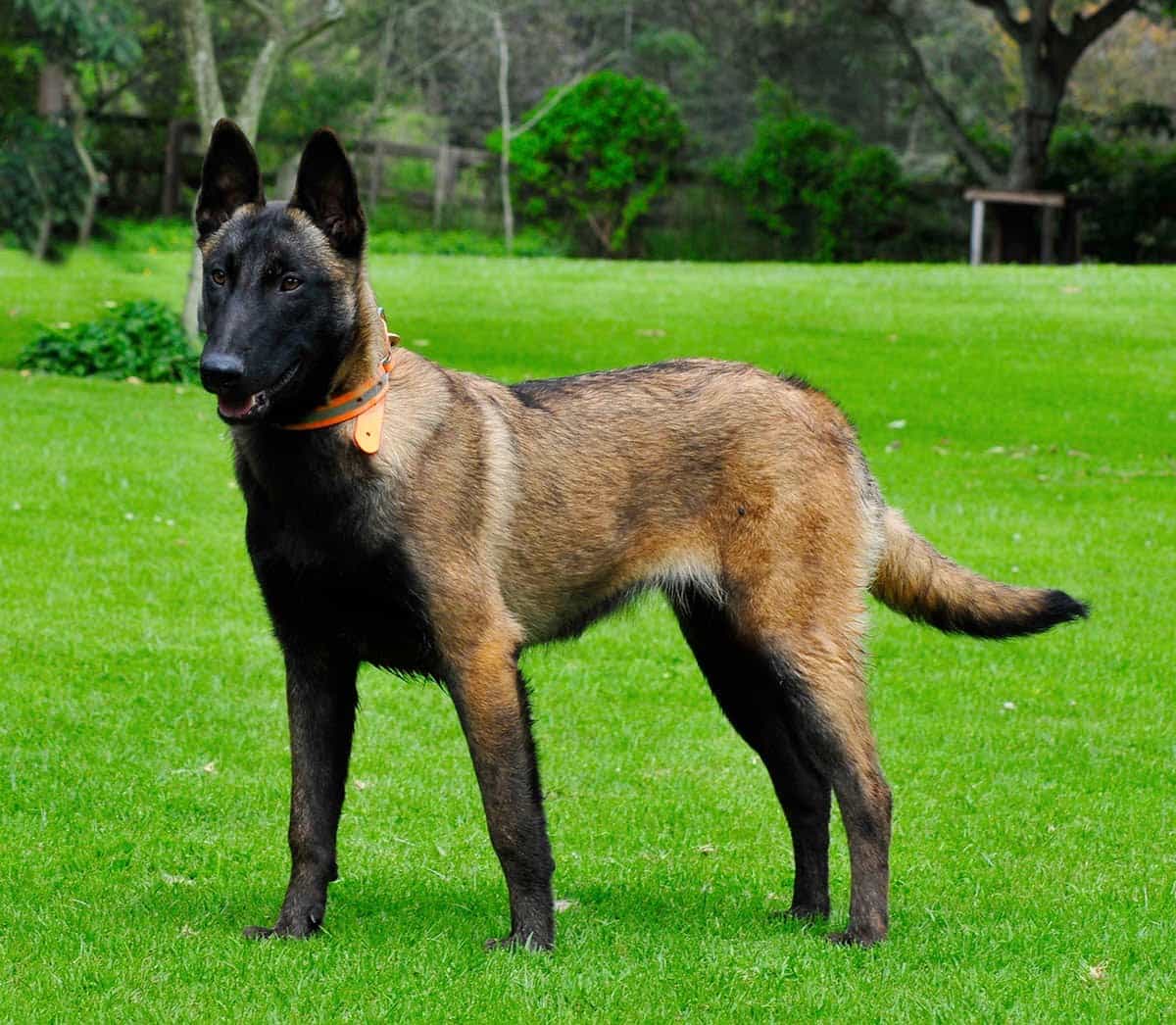 huấn luyện chó malinois