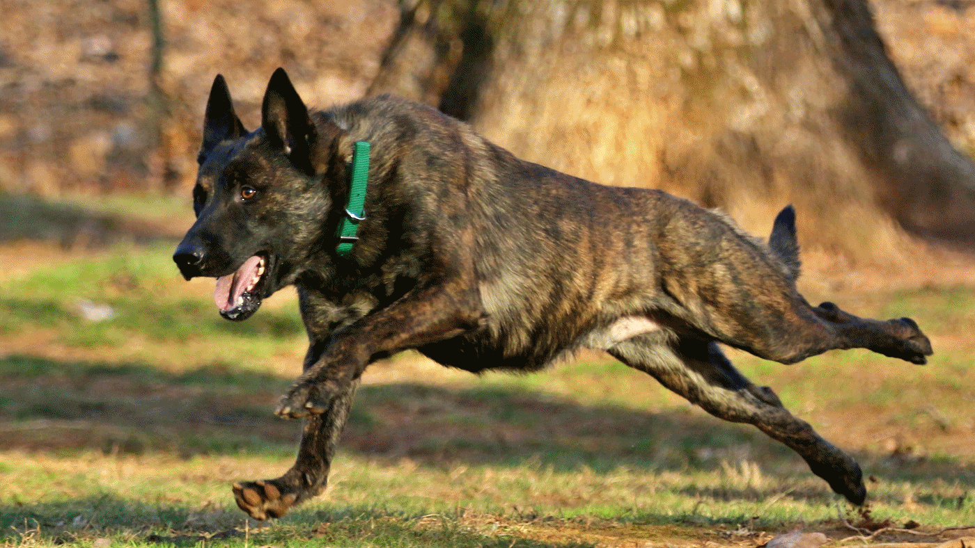 huấn luyện chó malinois