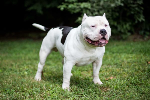 Huấn luyện chó Pitbull