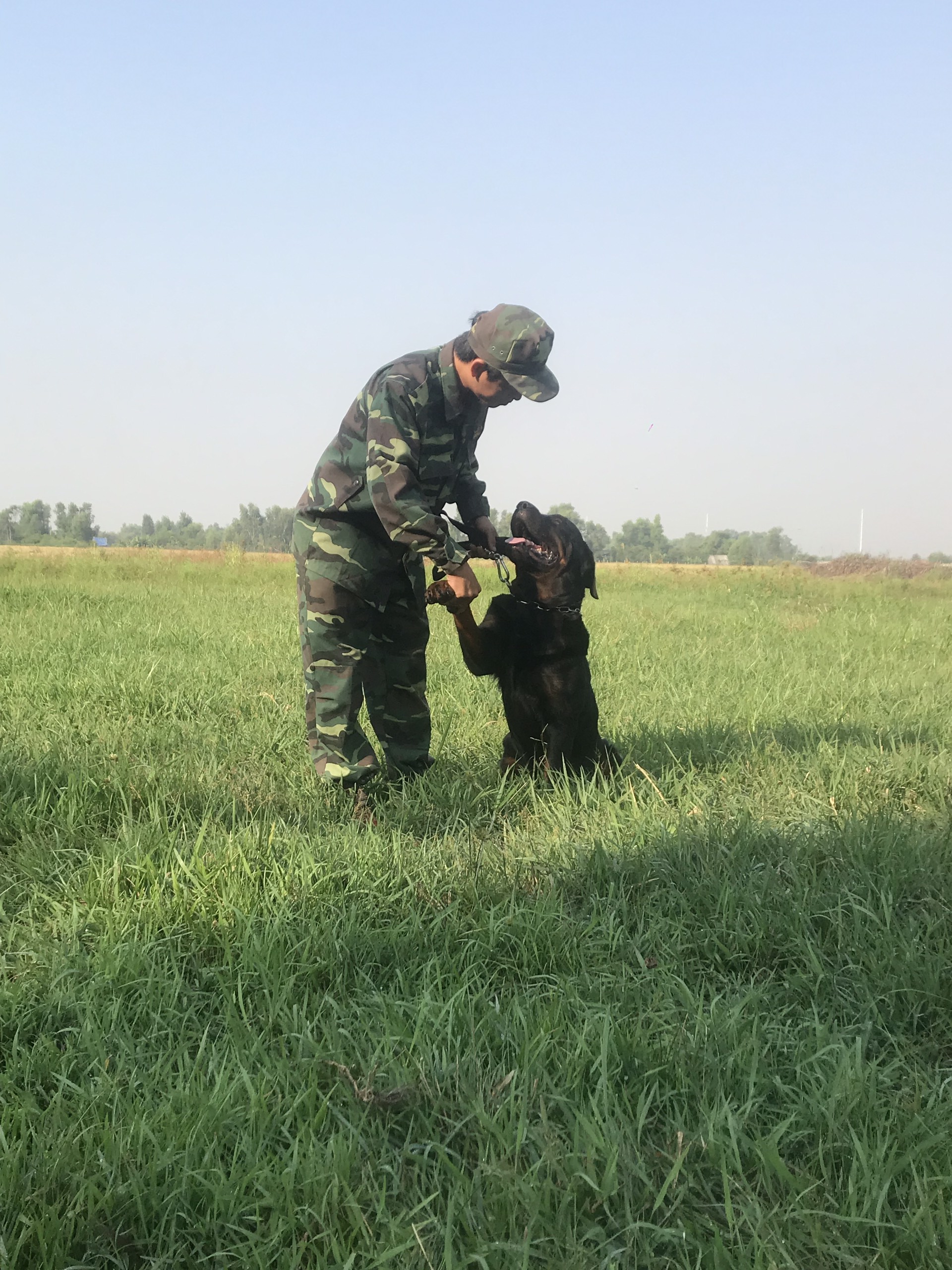 Huấn luyện chó rottweiler