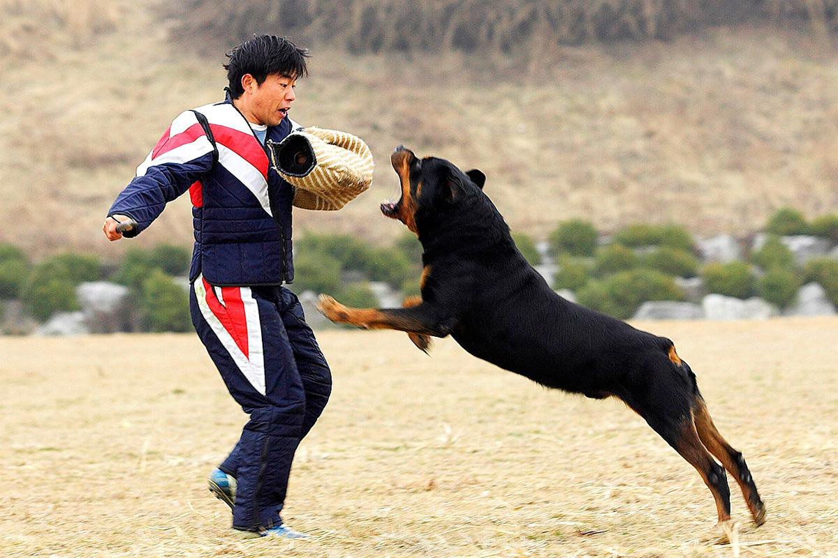 huấn luyện chó rottweiler