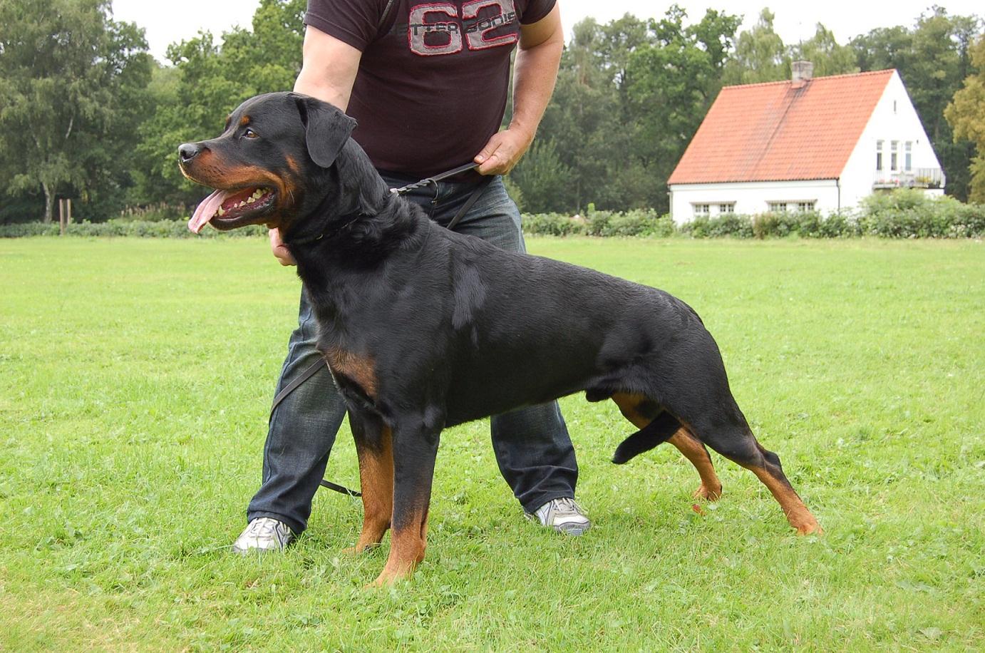 huấn luyện chó rottweiler