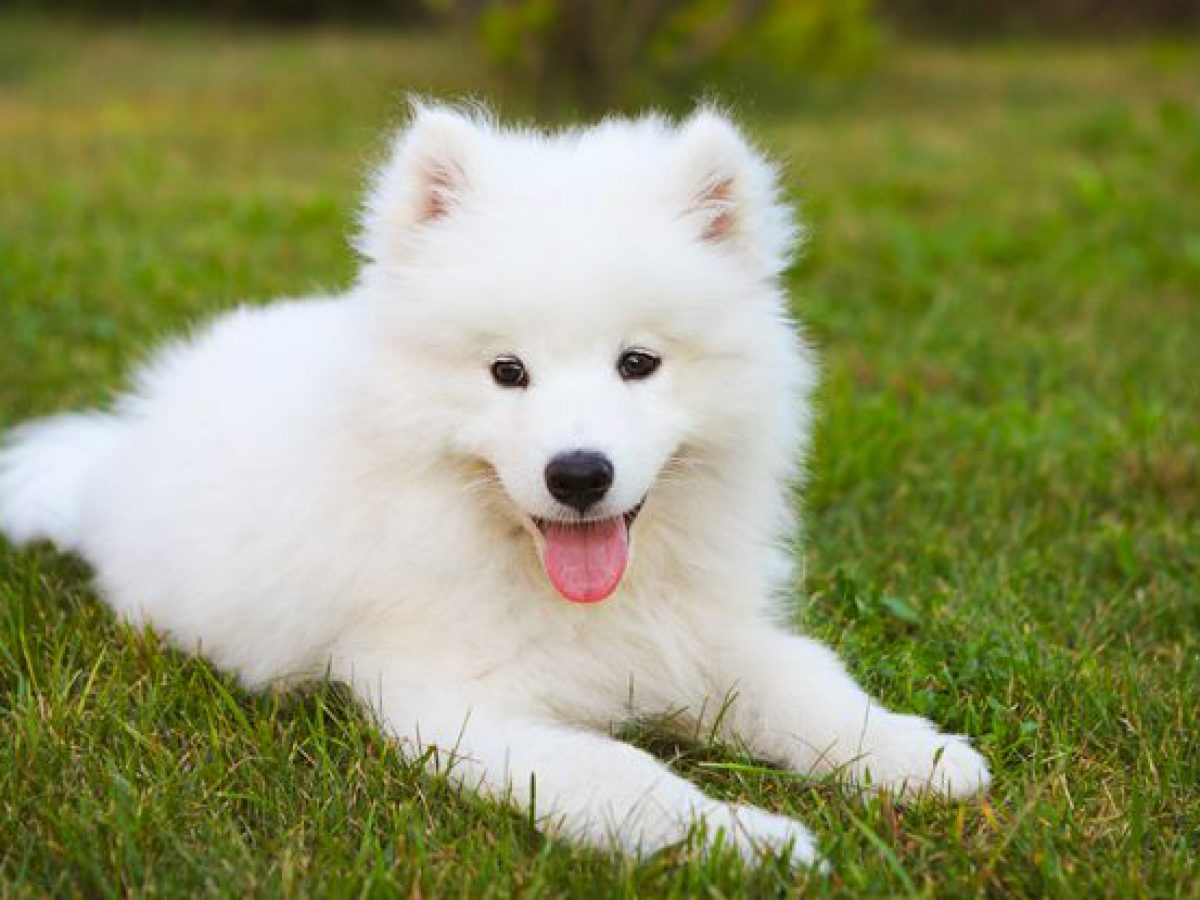 huấn luyện chó samoyed