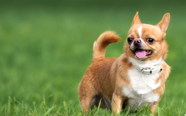 Mẹo chăm sóc chó Chihuahua từ chuyên gia