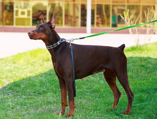 Mẹo chăm sóc chó Doberman siêu chất từ chuyên gia