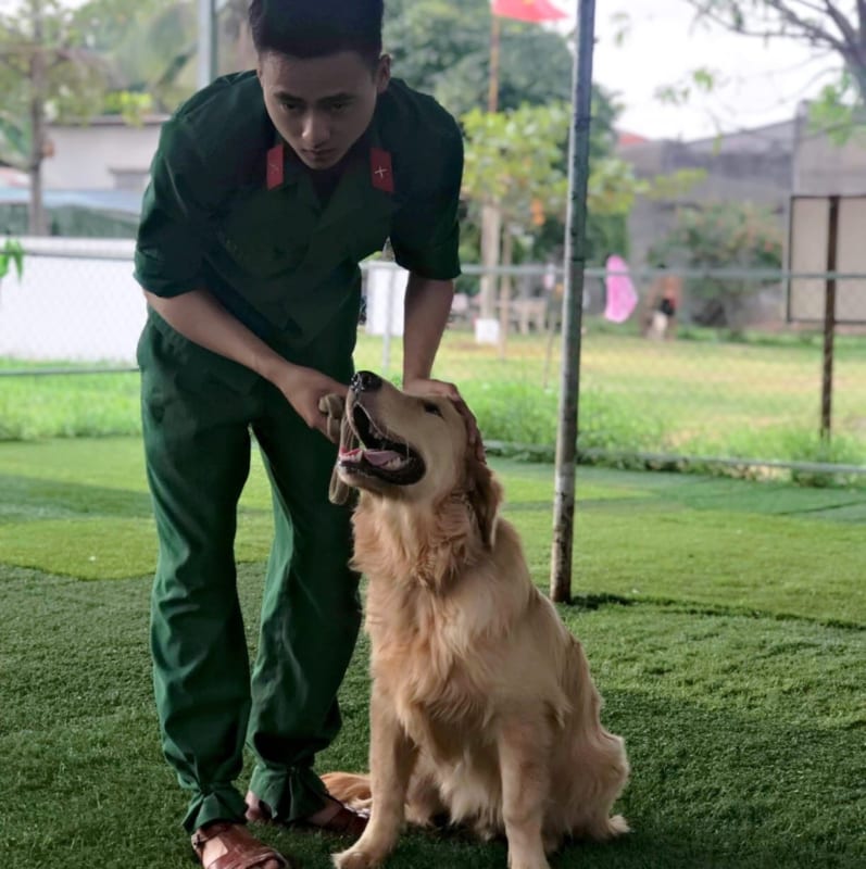 Mua Bán Chó Golden Thuần Chủng