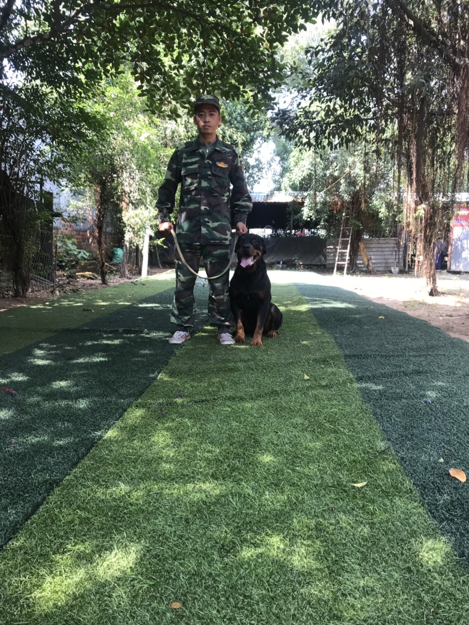 Mua bán chó Rottweiler thuần chủng