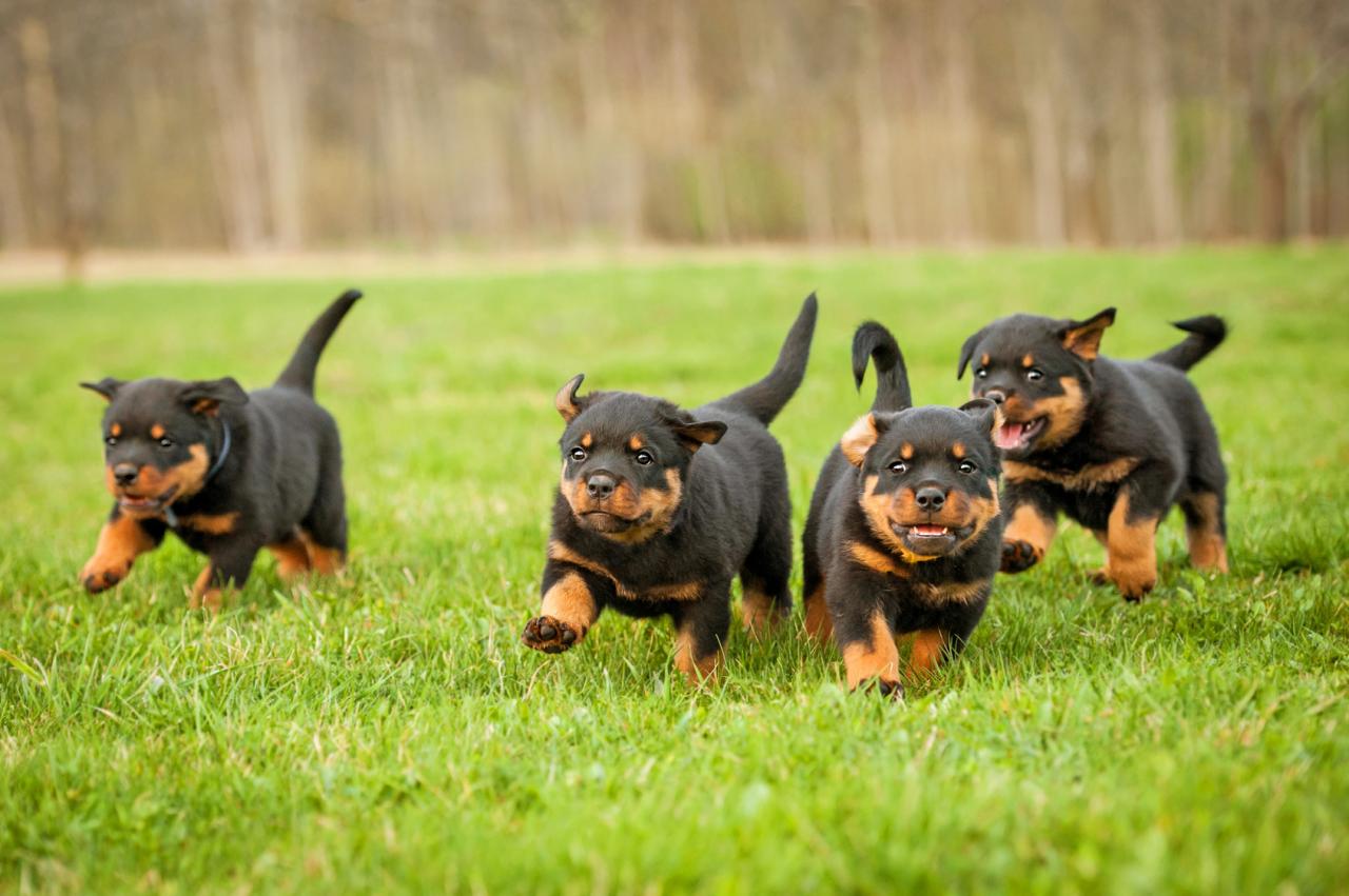 Mua bán chó Rottweiler thuần chủng