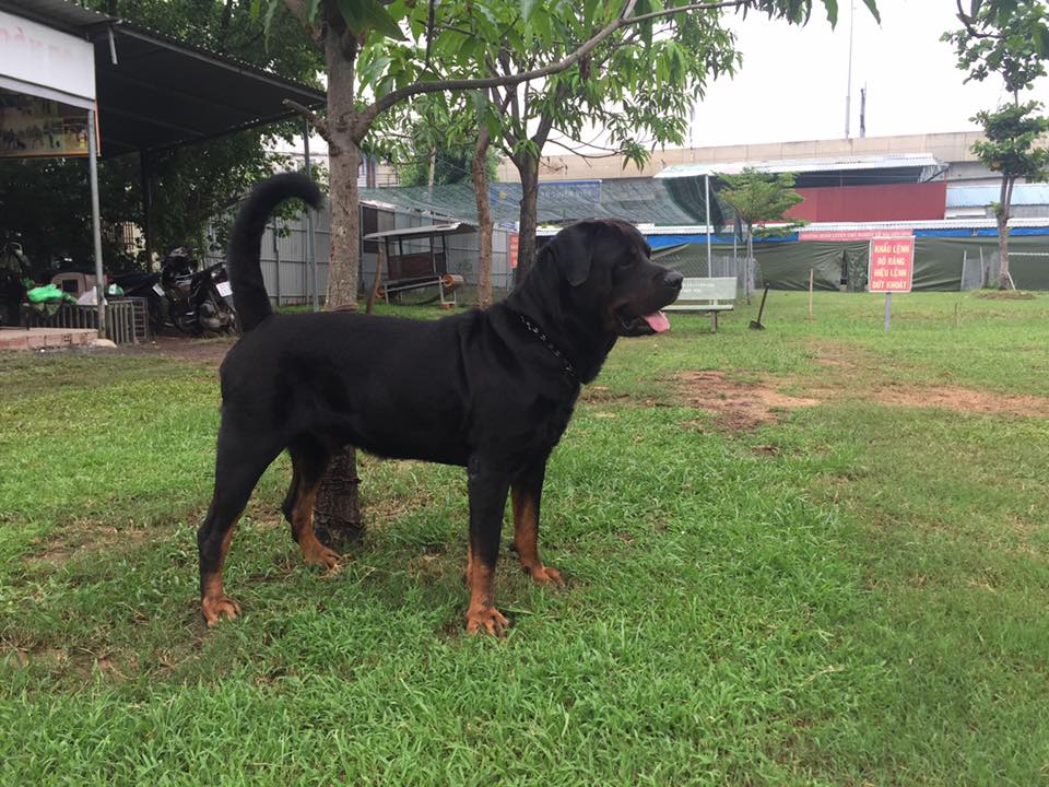 Mua bán chó Rottweiler thuần chủng