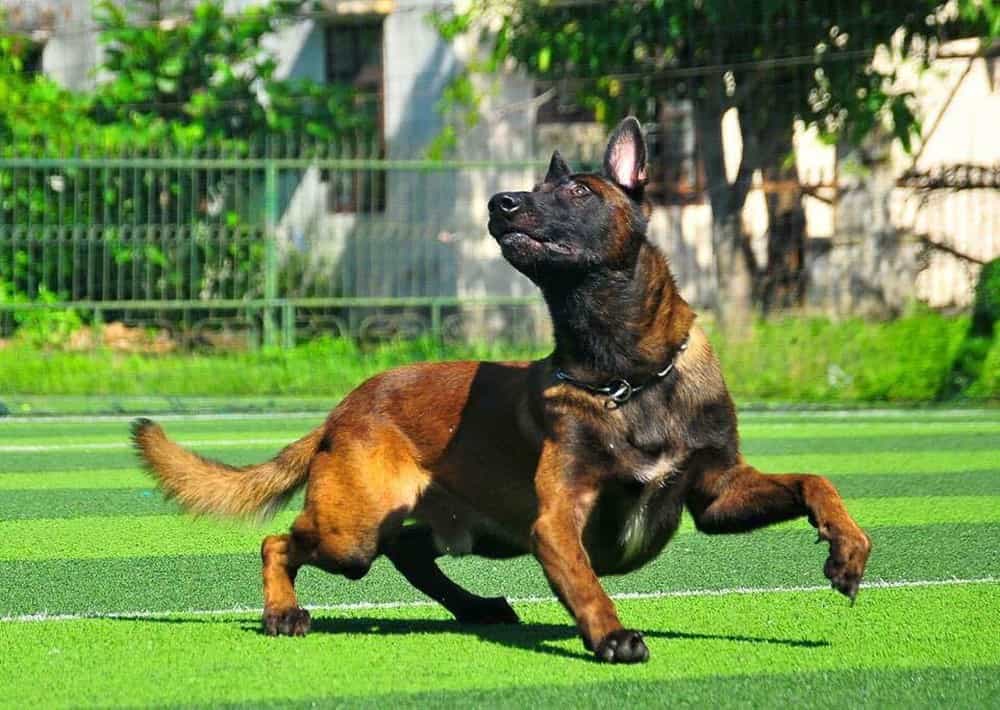 Tất tần tật về chó Malinois mà bạn nên biết