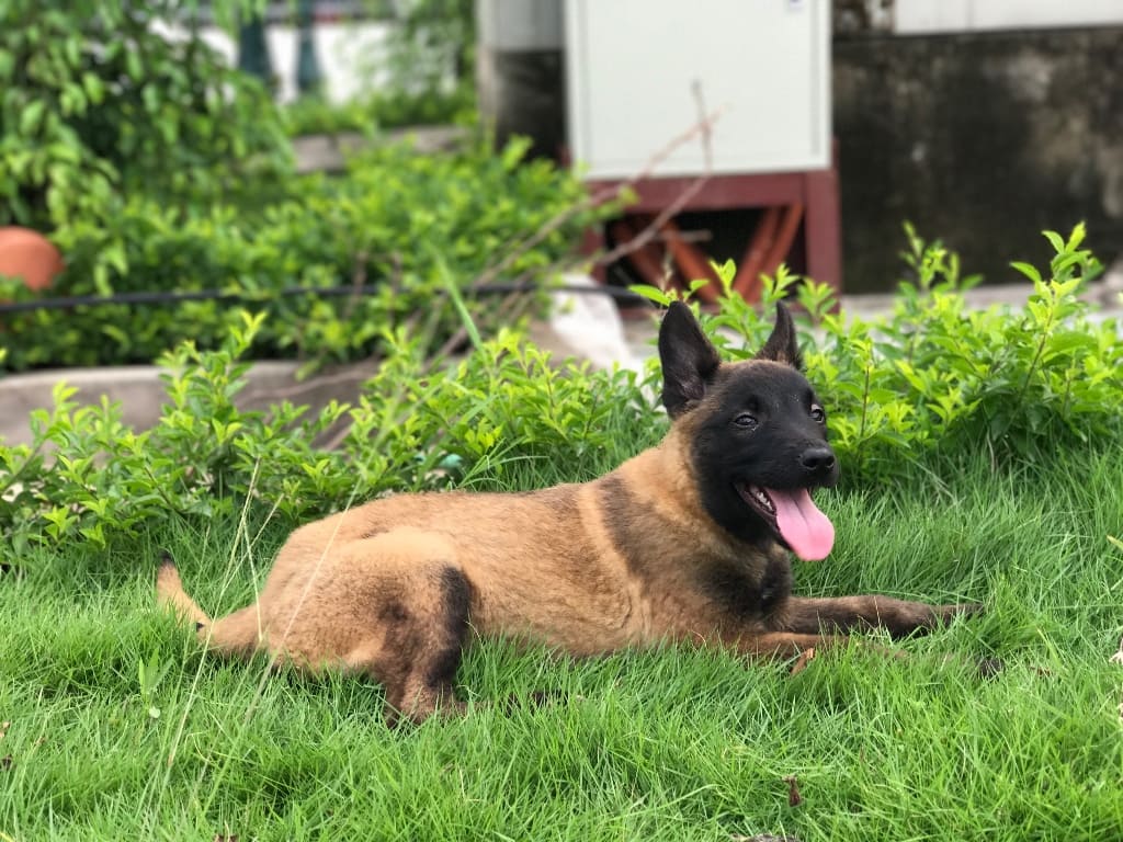 Tất tần tật về chó Malinois mà bạn nên biết