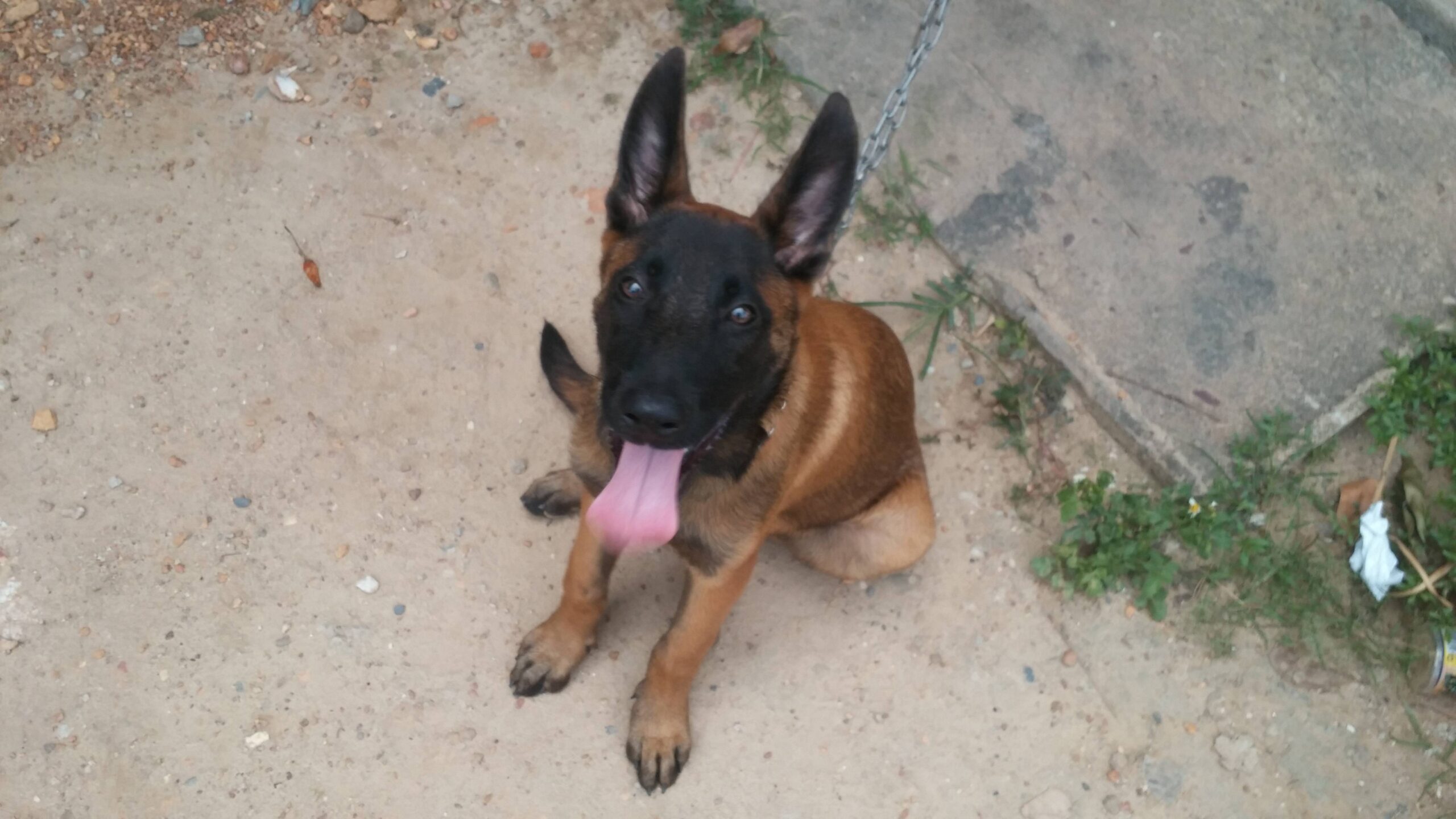 Tất tần tật về chó Malinois mà bạn nên biết