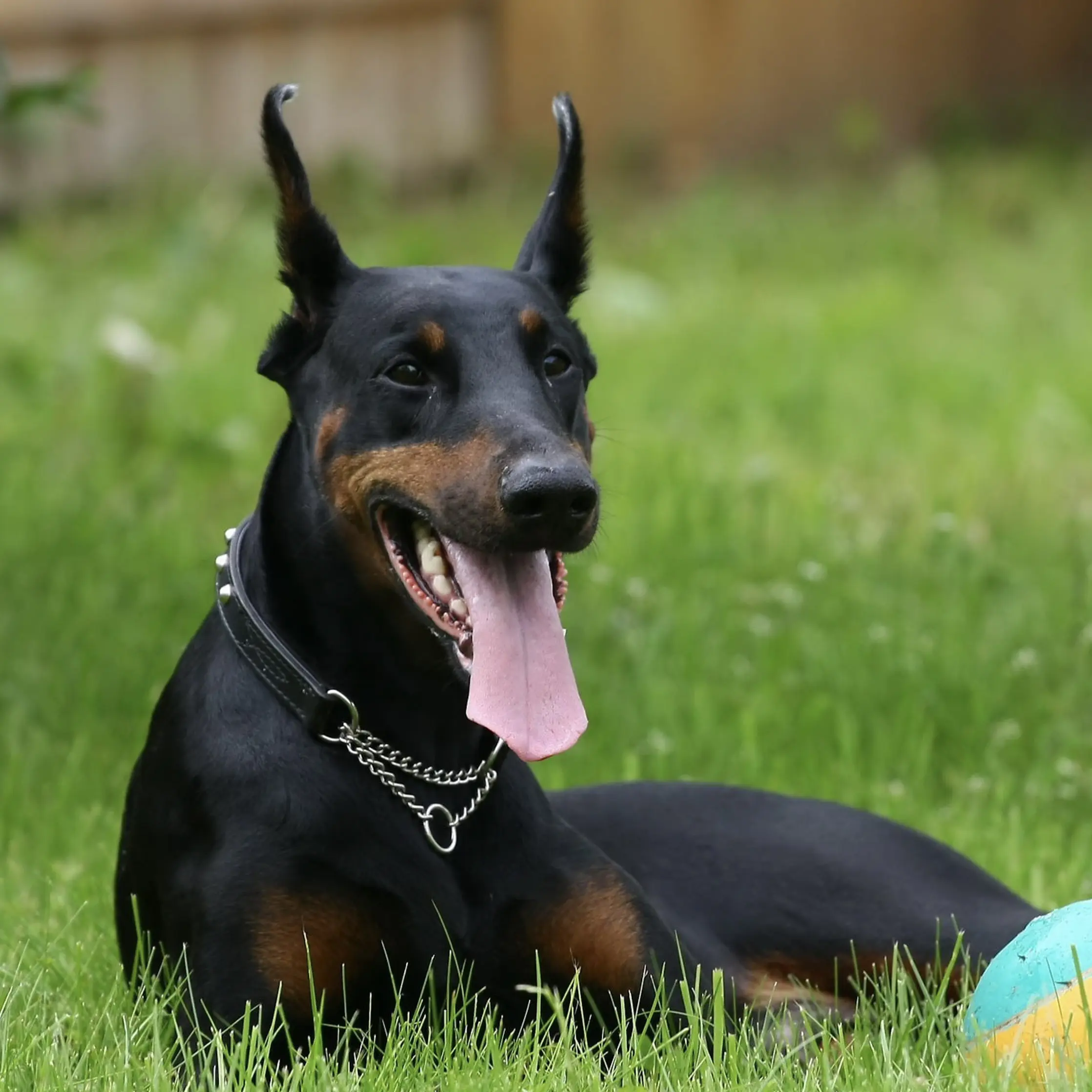 Huấn Luyện Chó Doberman