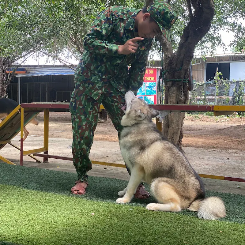 Huấn Luyện Chó Husky