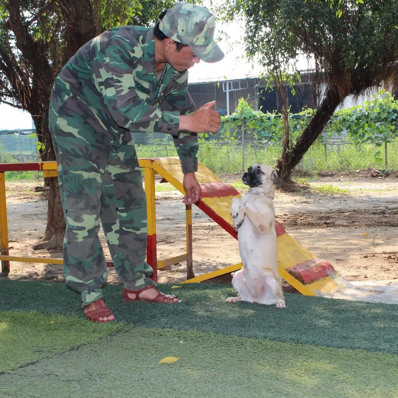 Huấn Luyện Chó Pug