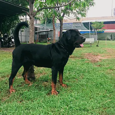 Mua bán chó Rottweiler thuần chủng