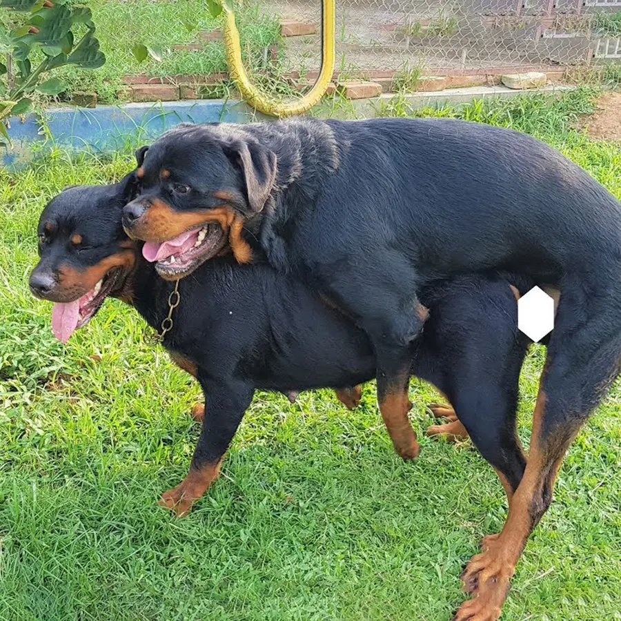 Phối giống chó Rottweiler thuần chủng giá tốt, bao đậu, nhanh gọn, chất lượng cao