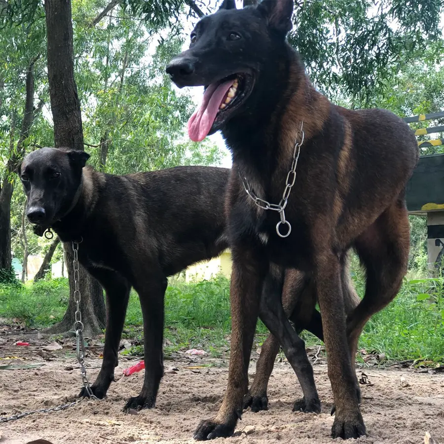 Dịch vụ phối giống chó Malinois thuần chủng giá tốt, bao đậu, tiện lợi và uy tín nhất