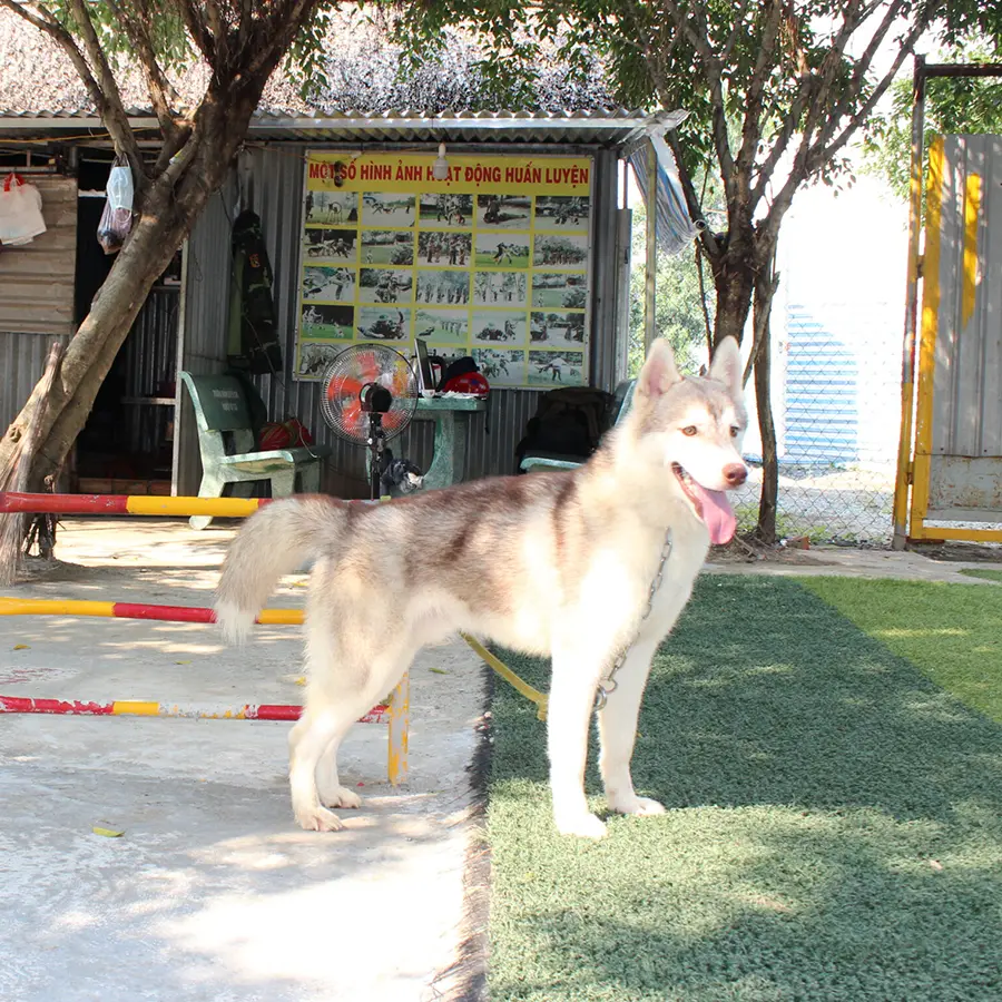 Cách Chăm Sóc Chó Husky