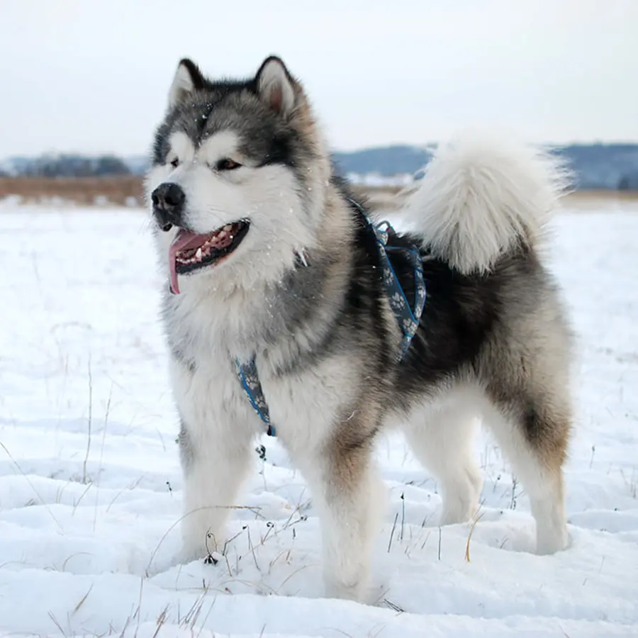 CÁCH CHĂM SÓC CHÓ ALASKA